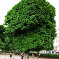 Trimming this tree is a challenge